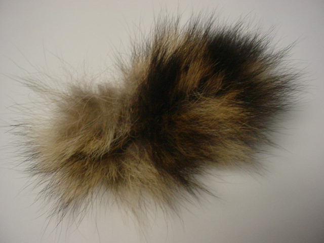 Raccoon tail | Pics4Learning