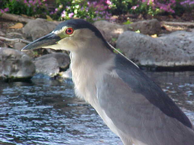 Heron on Oahu-Heron stalks prey in man-made habitat at well-know resort, feet away from diners in open-air restaurant.