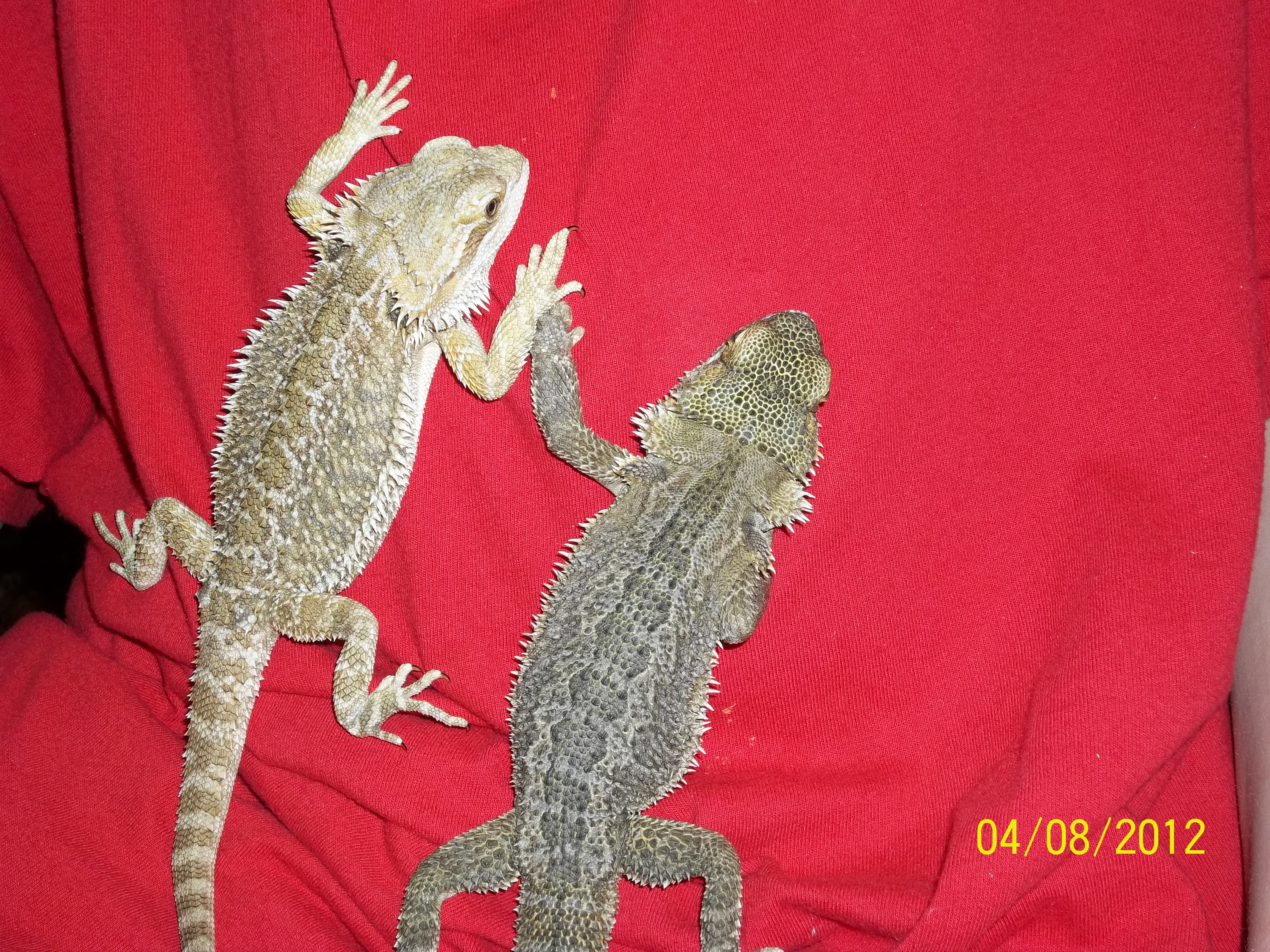 A pair of Bearded Dragons Pics4Learning