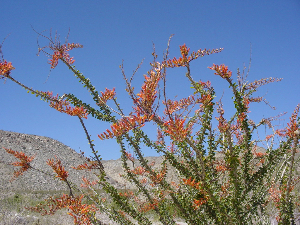 Blooming Ocotillo Pics4Learning