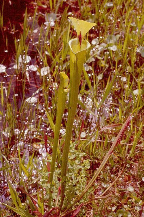 Cobra Pitcher Plant in Okefenokee Swamp | Pics4Learning