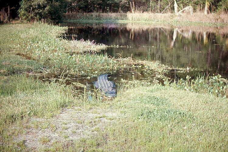 Alligaton in waiting posture