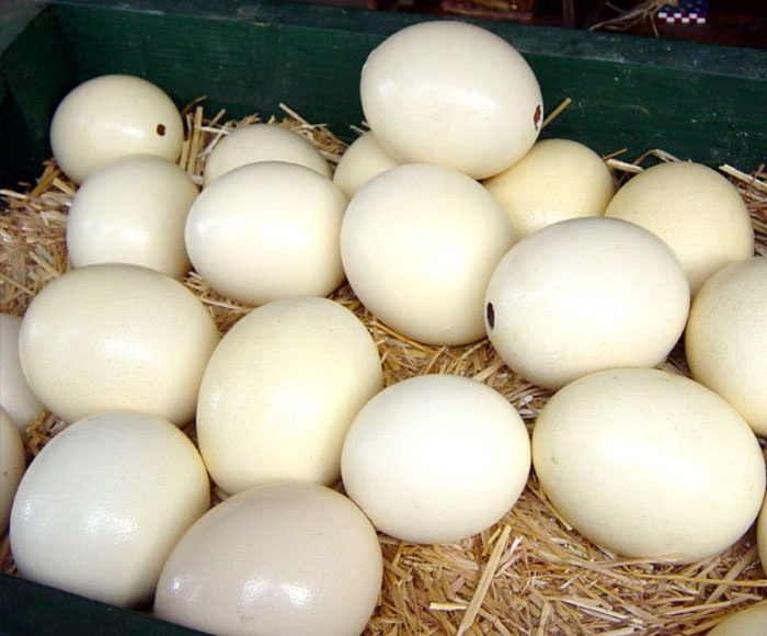 Ostrich Eggs Pics4Learning