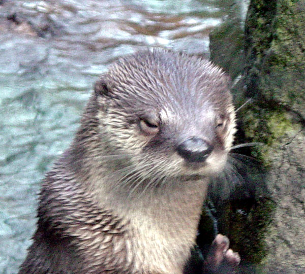 River Otter 