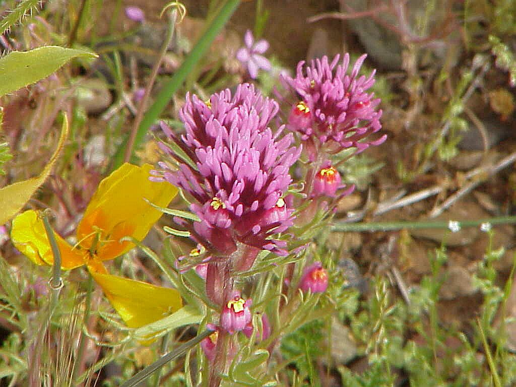 Owl Clover | Pics4Learning