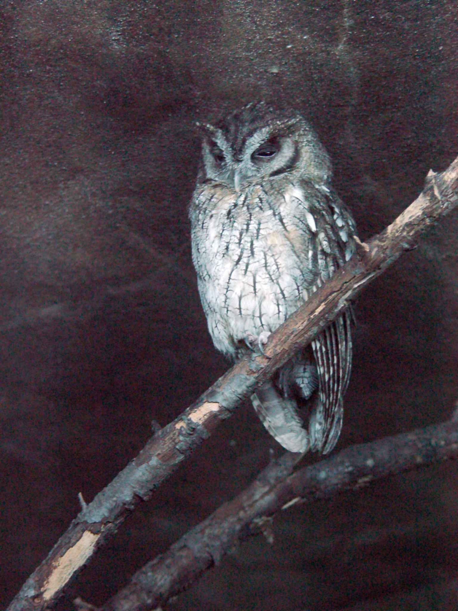 Owlque owl | Pics4Learning