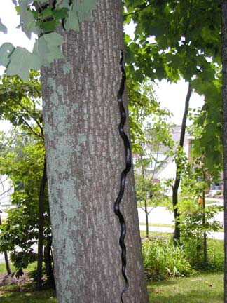 black snake climbing tree