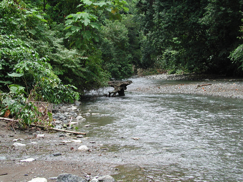 Stream emerging from the rainforest