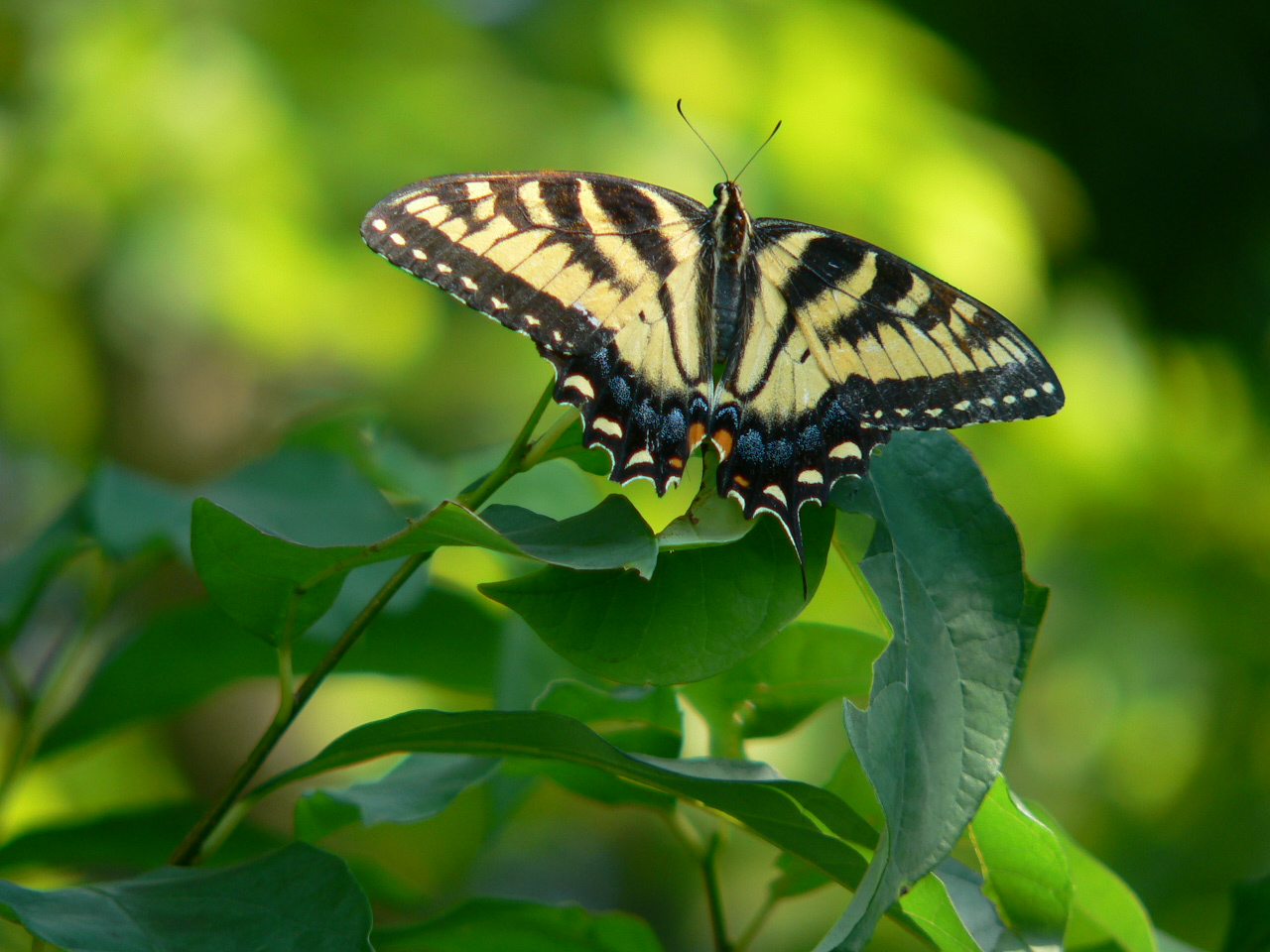 Yellow and Black Butterfly | Pics4Learning