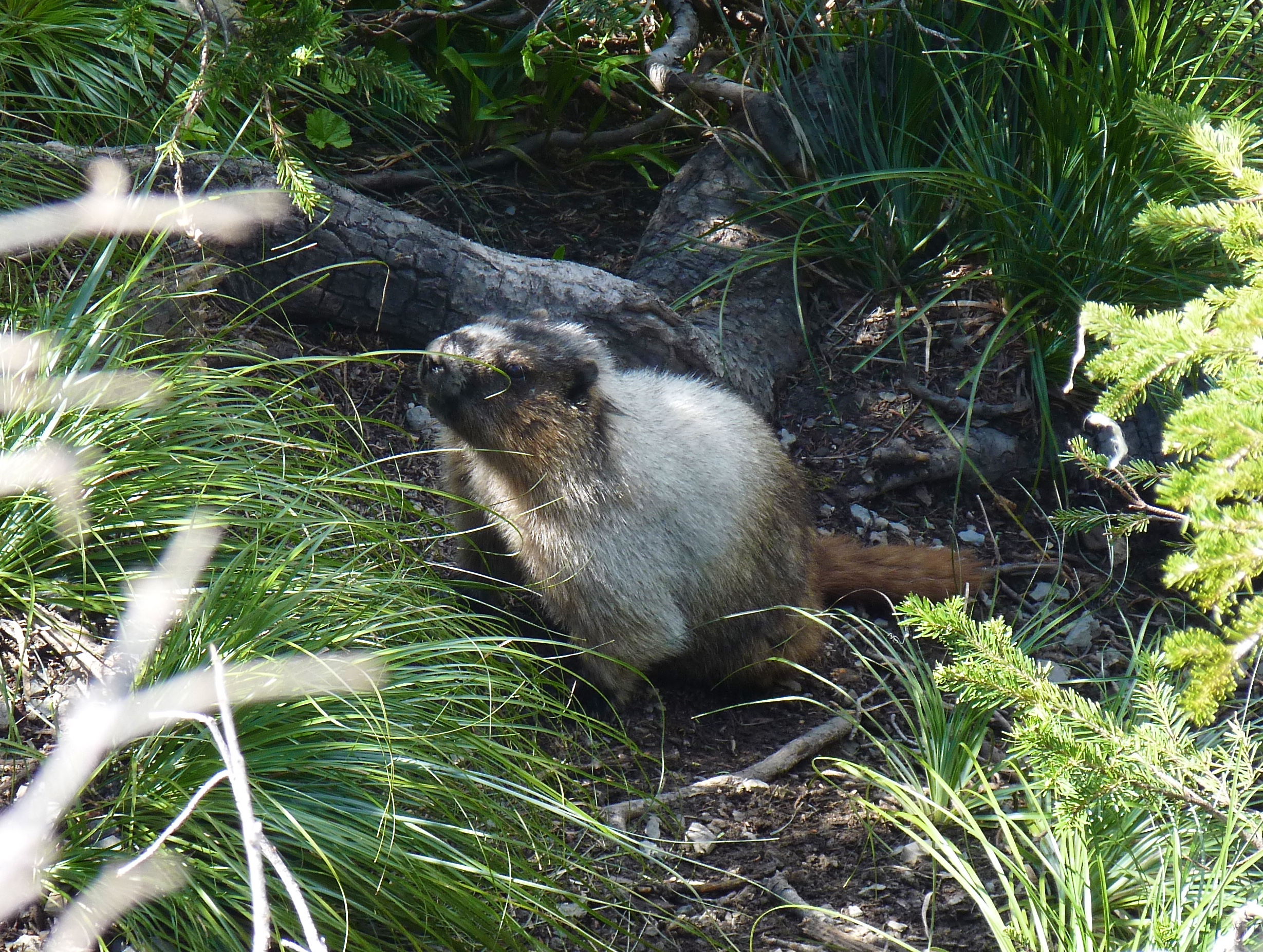 marmot glacier