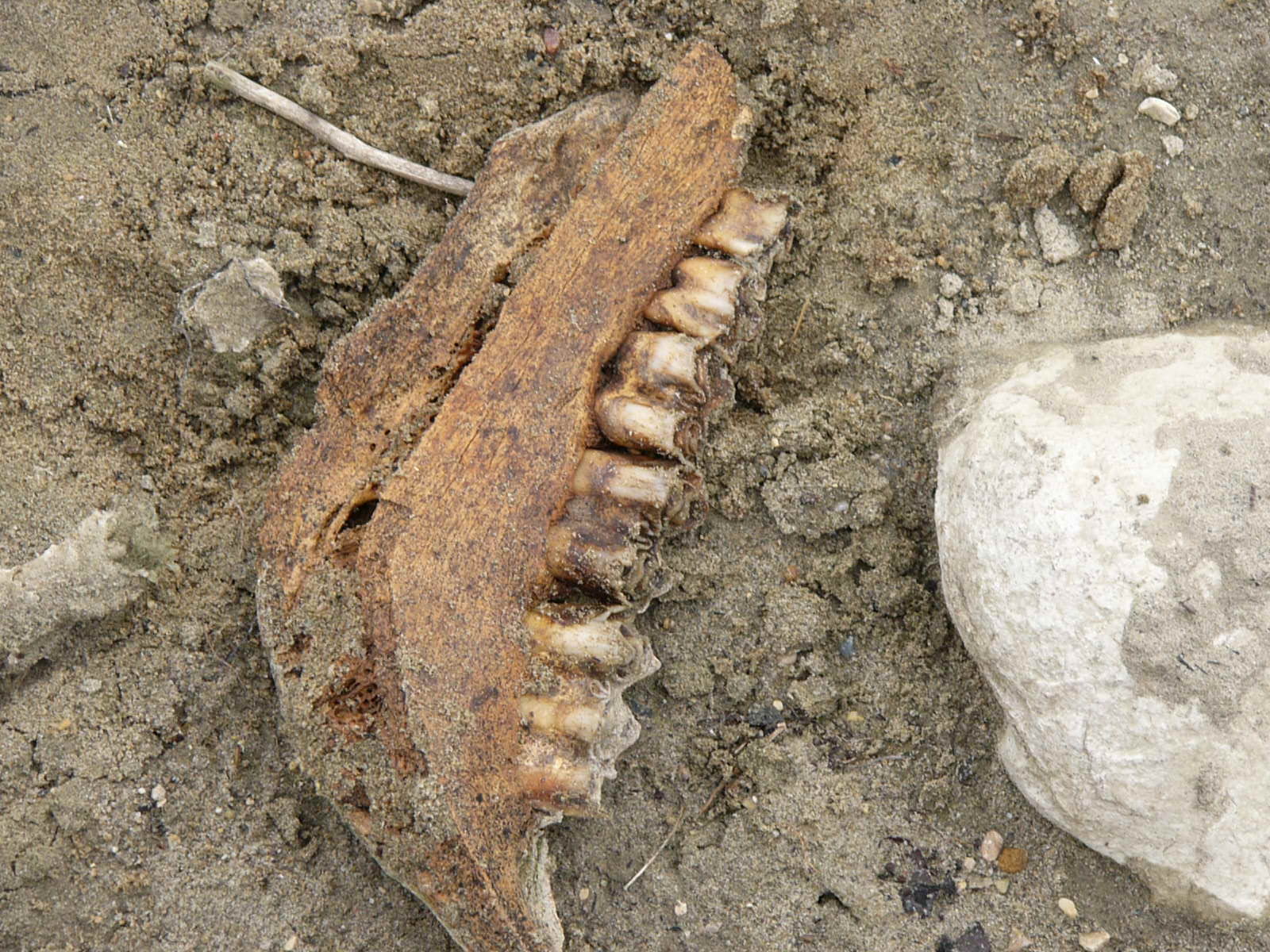 buffalo jawbone | Pics4Learning