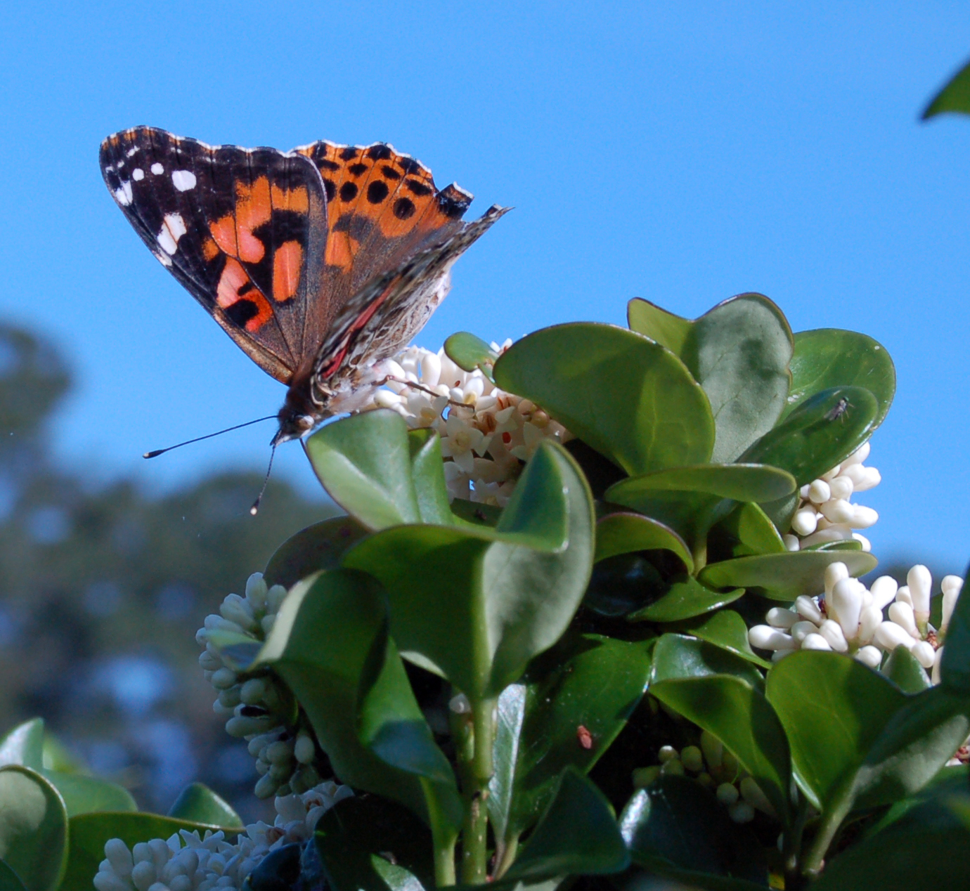 Painted Lady butterfly | Pics4Learning