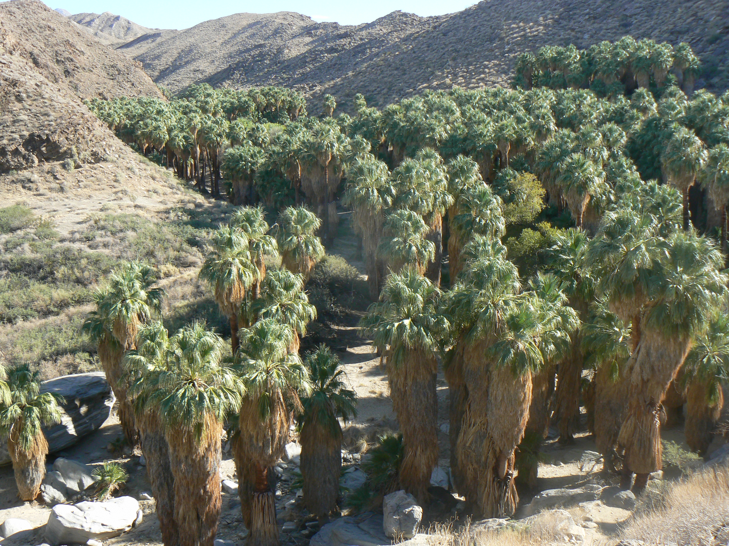 Palm Canyon | Pics4Learning