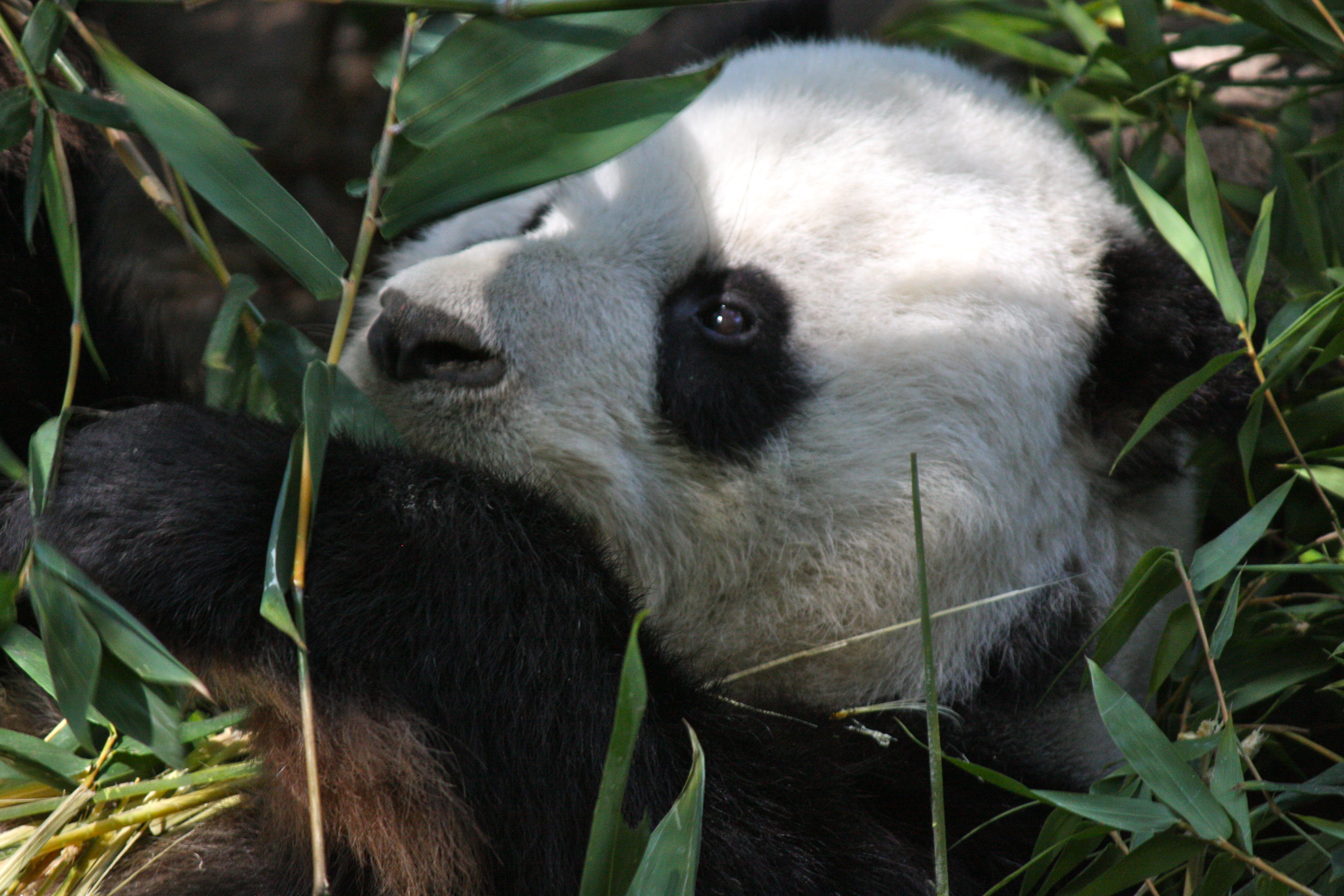 Panda Eating | Pics4Learning