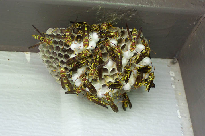 Paper wasps building their nest. They are often mistaken for ...