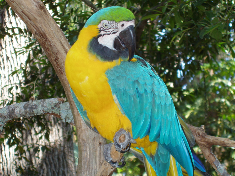 belby parrot