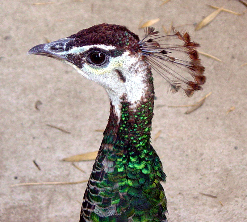 Peahen | Pics4Learning