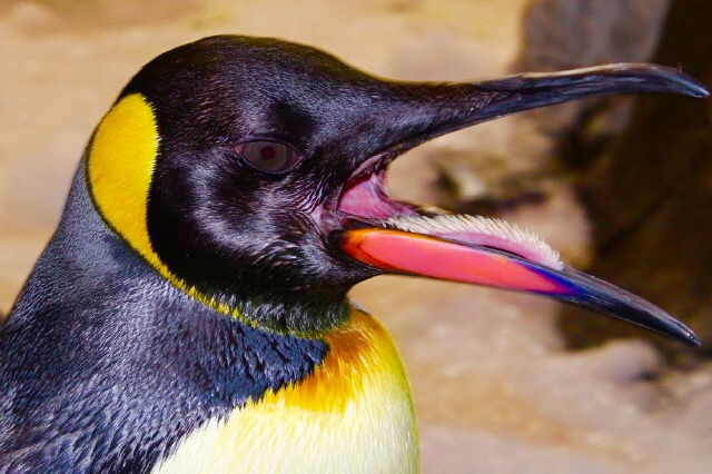 Mouth penguin Penguin Fact