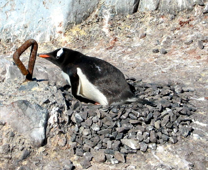 penguin bird nest