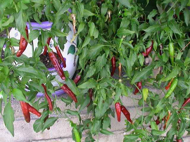 peppers | Pics4Learning