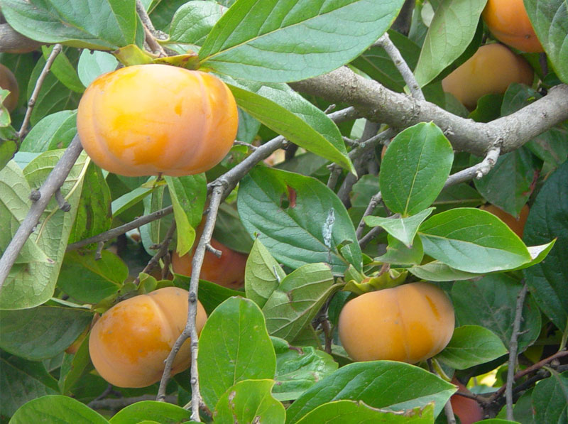 Persimmons | Pics4Learning