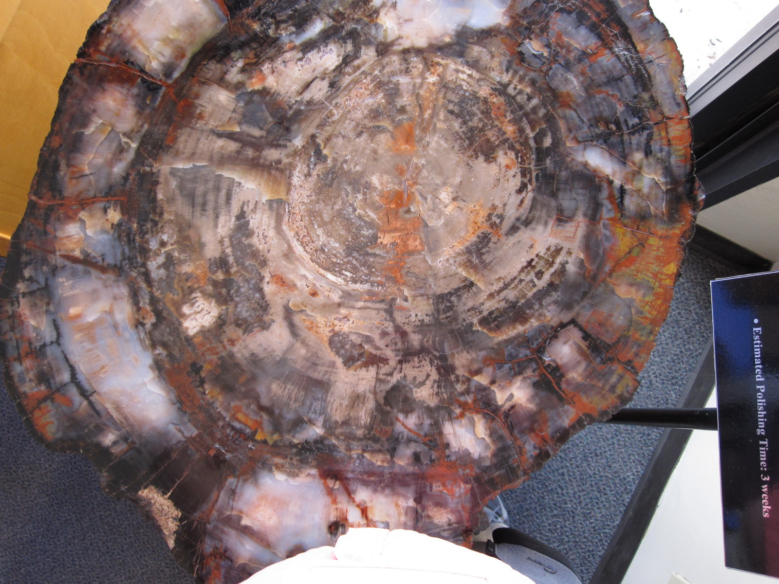 Petrified wood | Pics4Learning