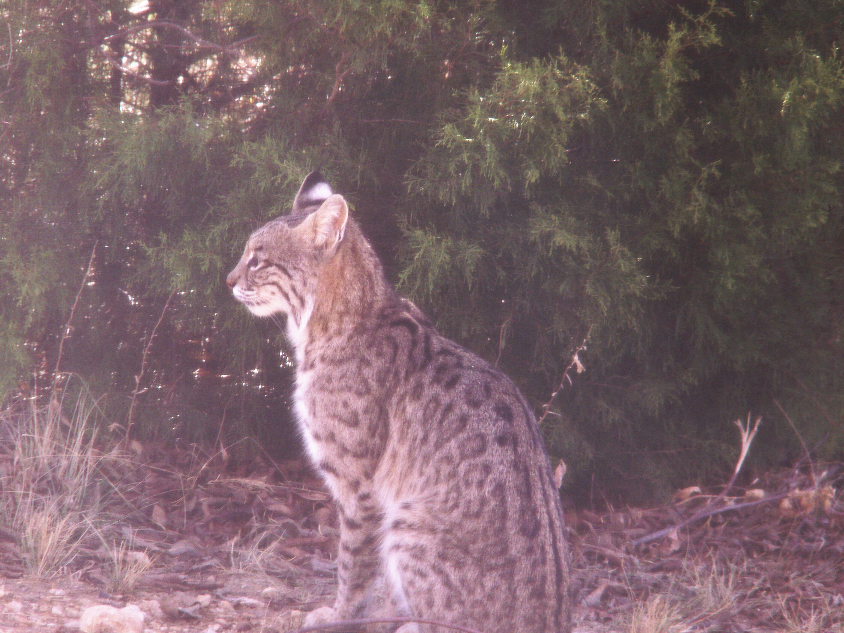 Mother Bobcat Watches Her Babies | Pics4Learning