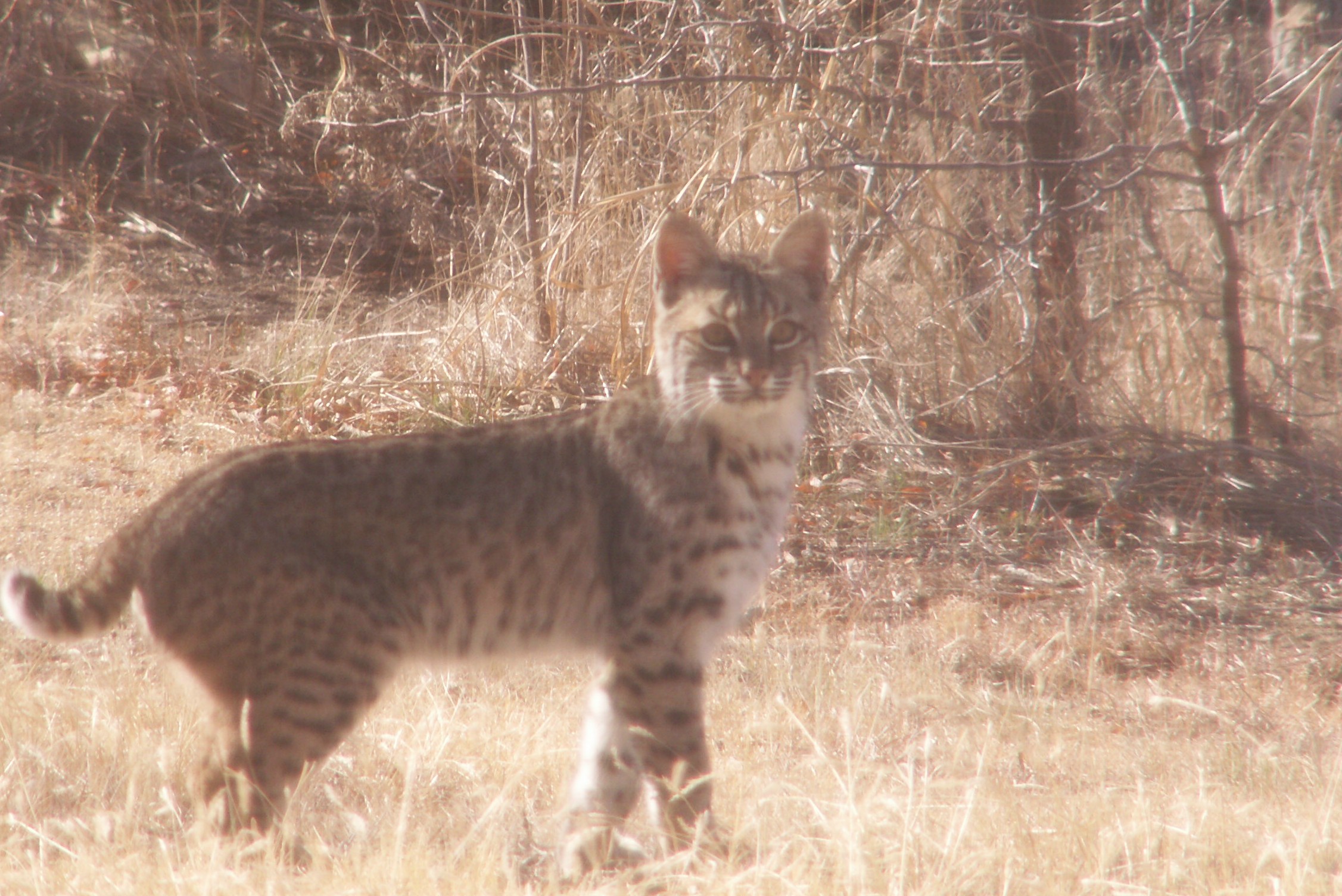 baby bobcat images