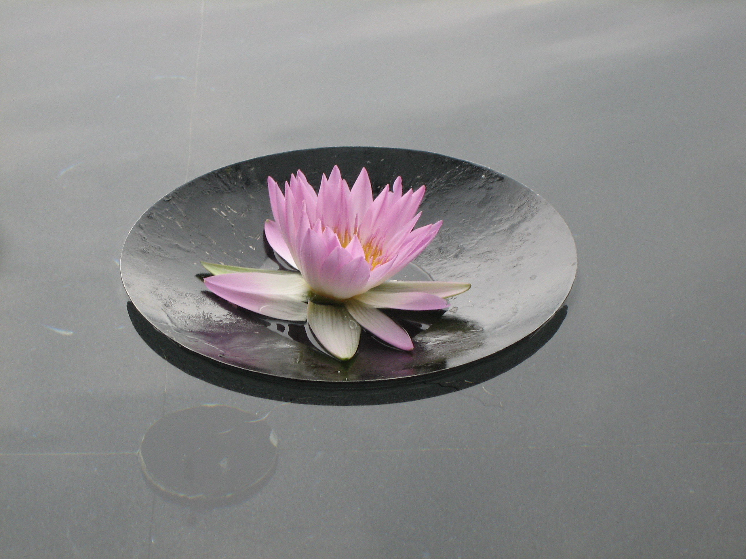 Floating lotus лилейник