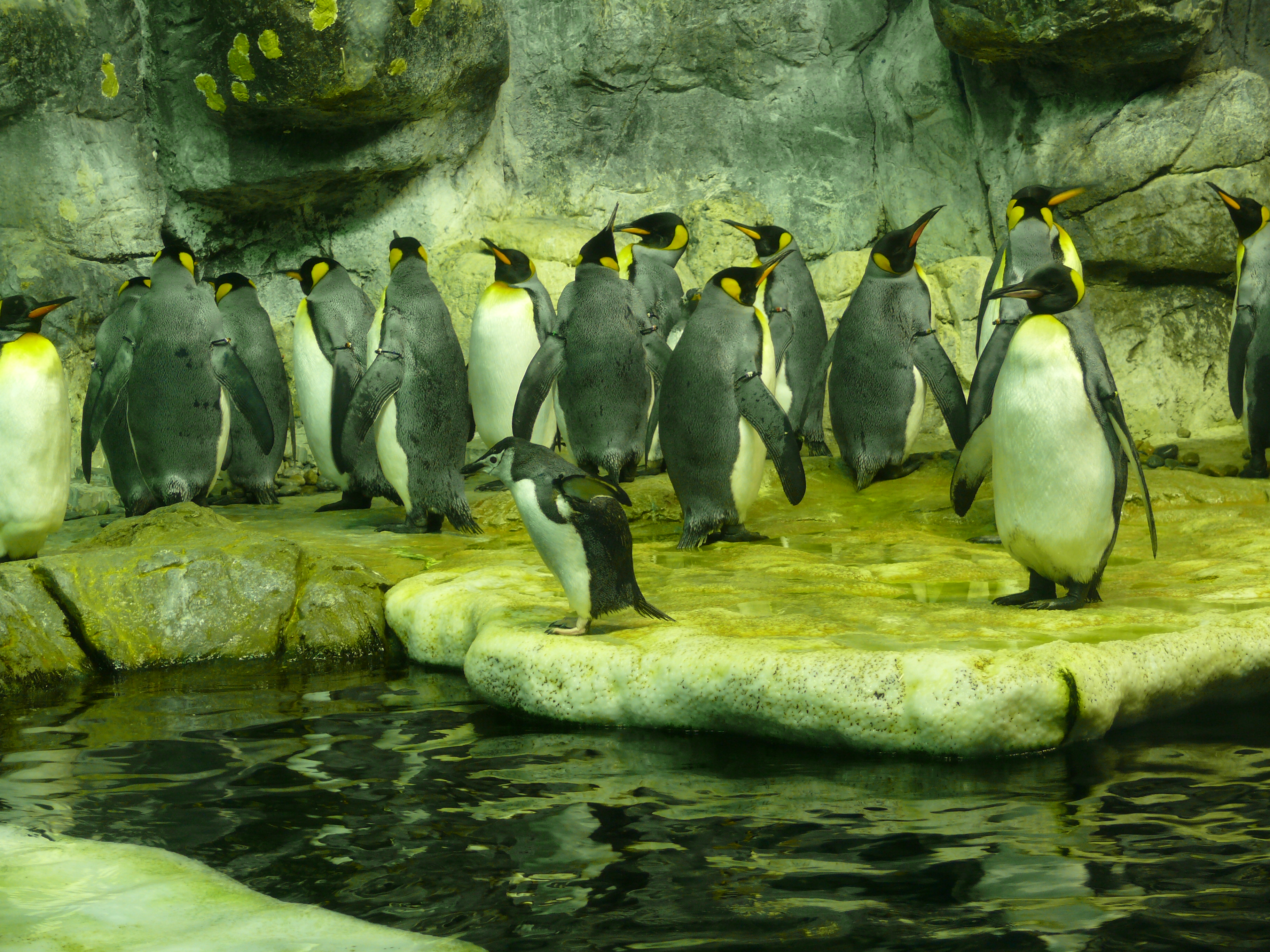 Penguins On Display At The Moody Gardens Aquarium Pics4learning
