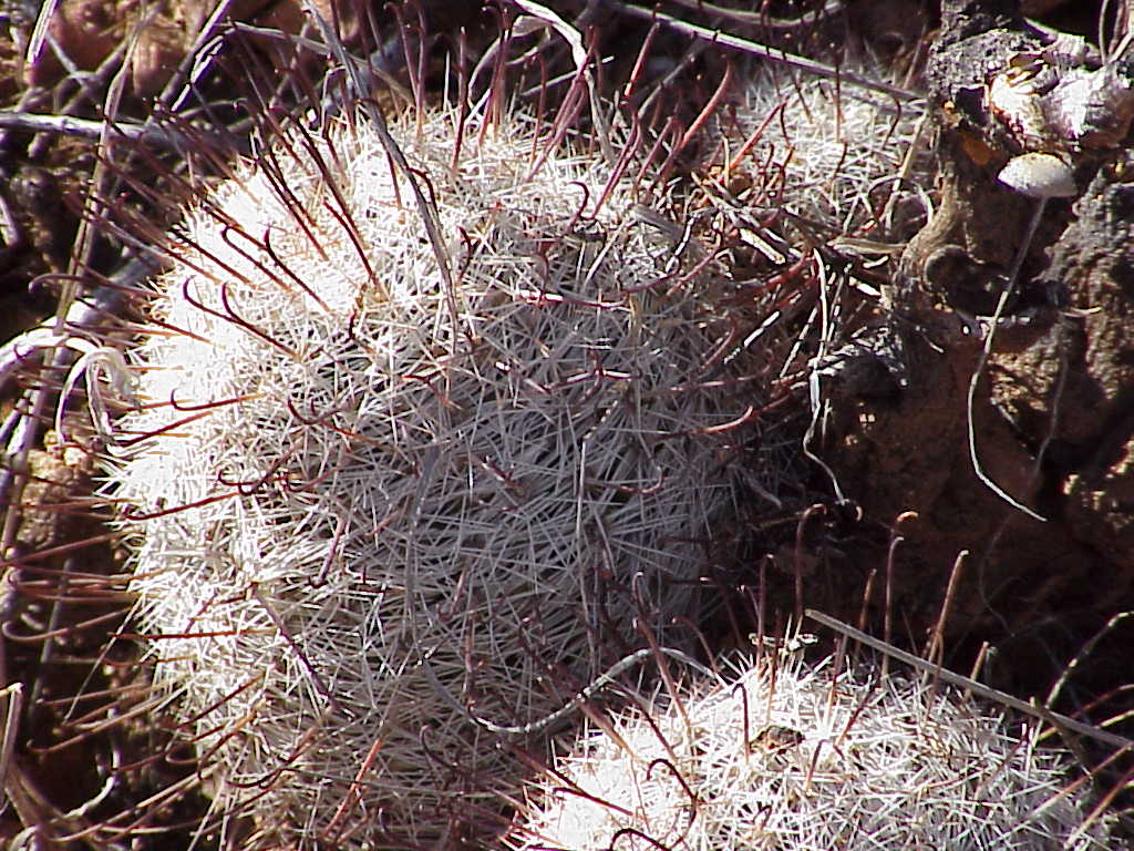 Pincushion Cactus Pics4Learning