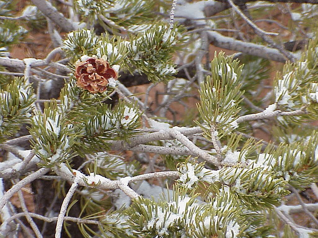 Pinon and Snow