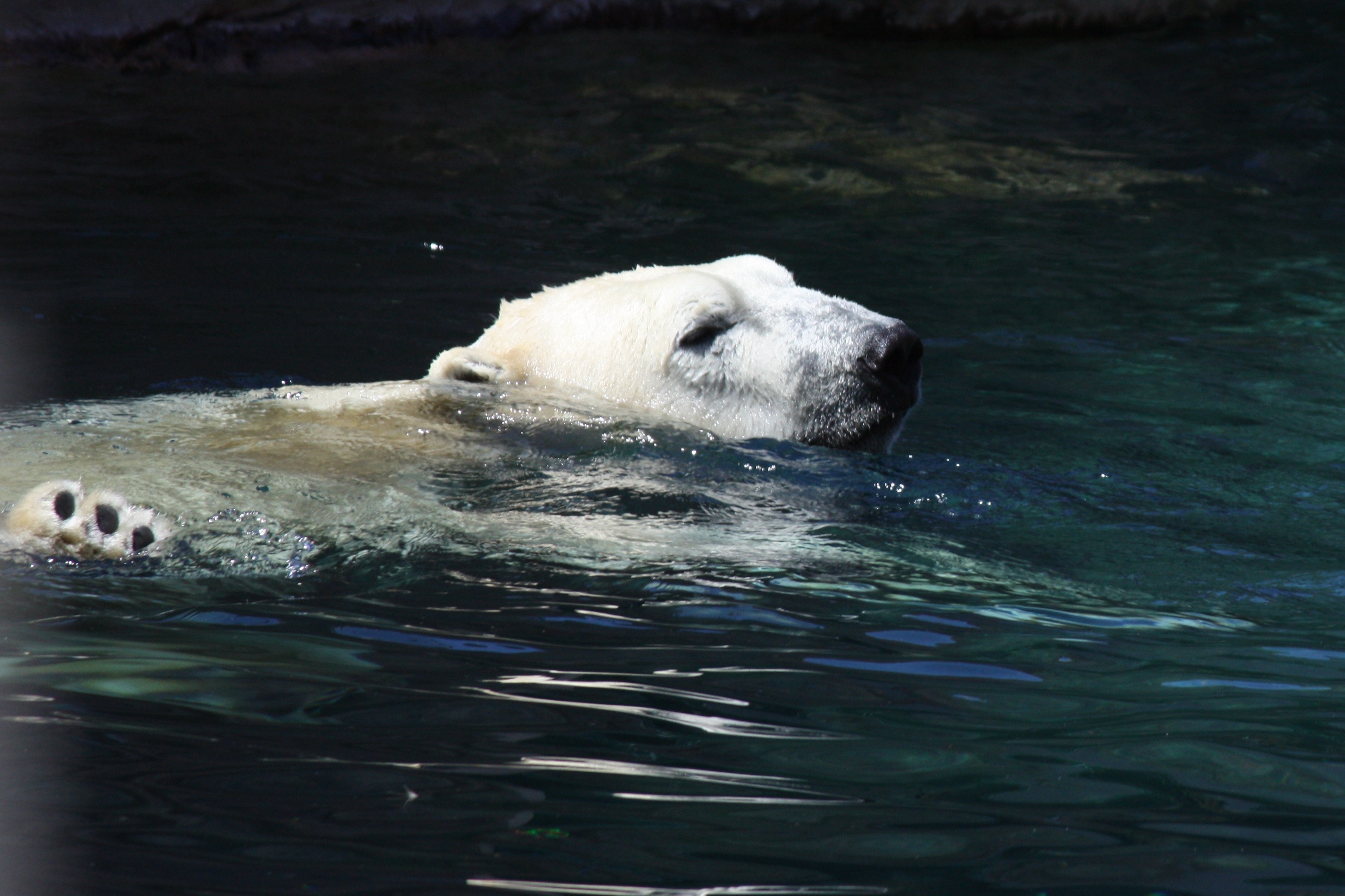 Polar Bear | Pics4Learning