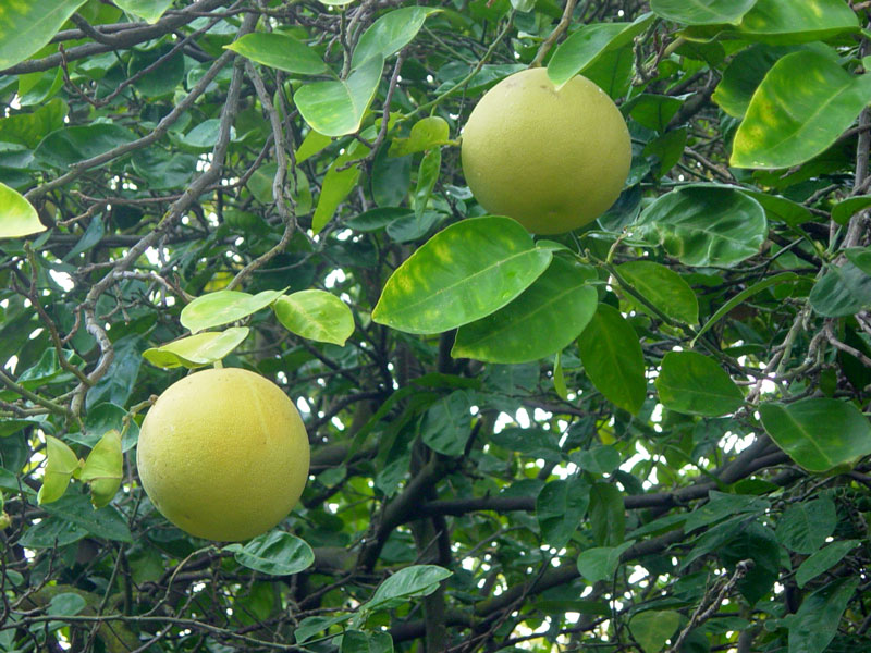 Pomelo- Pomelo, An Asian Kind Of Grapefruit 