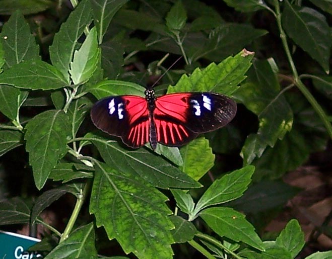 Postman Insect Postman Butterfly | Pics4Learning