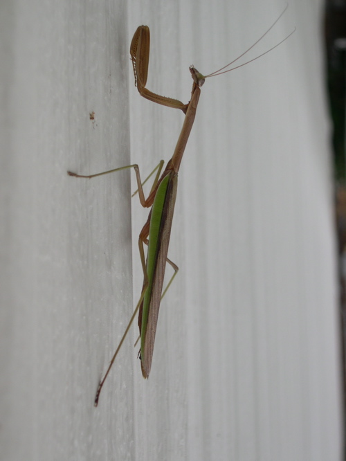 Praying Mantis making a home outside my classroom door. | Pics4Learning