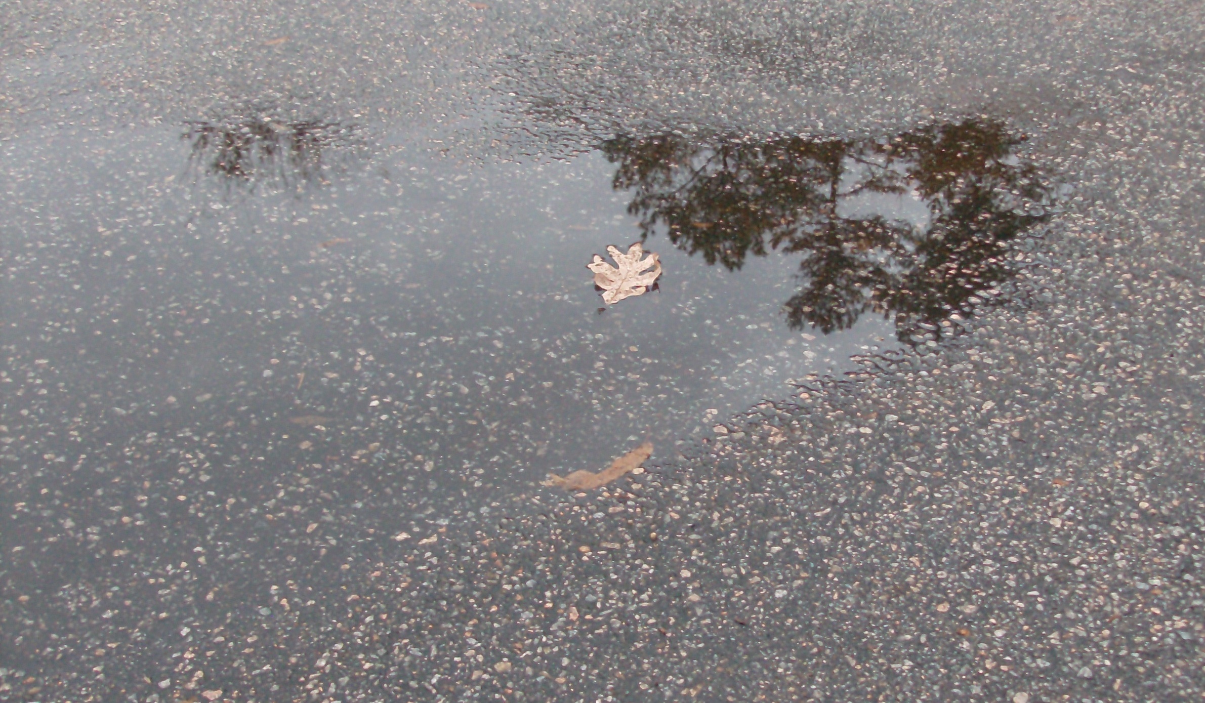 puddle | Pics4Learning