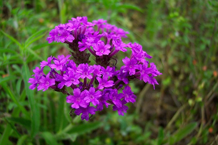 A purple wildflower. | Pics4Learning