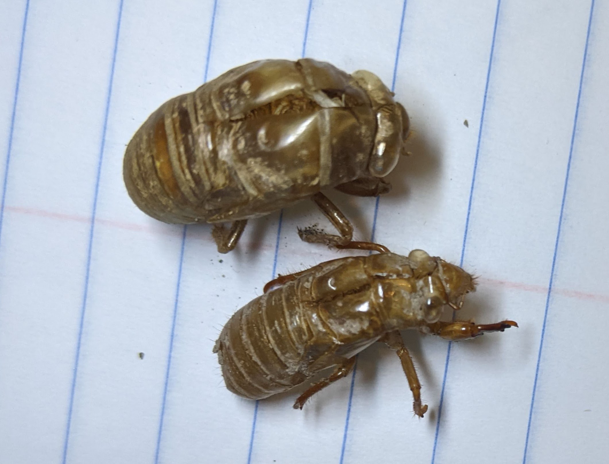 annual cicada exoskeleton compared to periodical cicada on bottom |  Pics4Learning