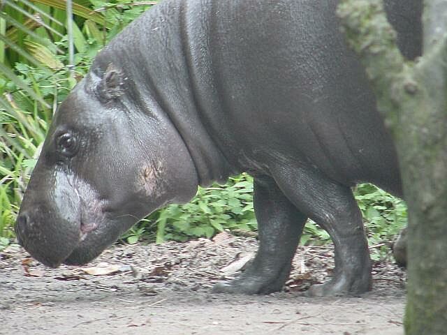 Pygmy hippo | Pics4Learning