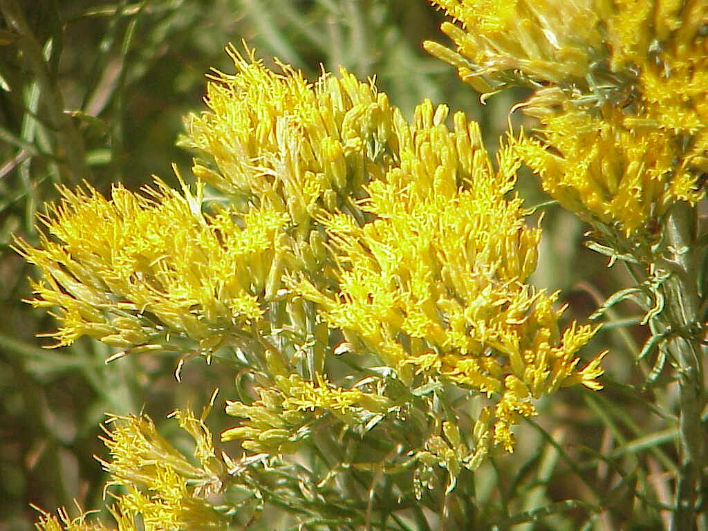 Rabbit brush Pics4Learning
