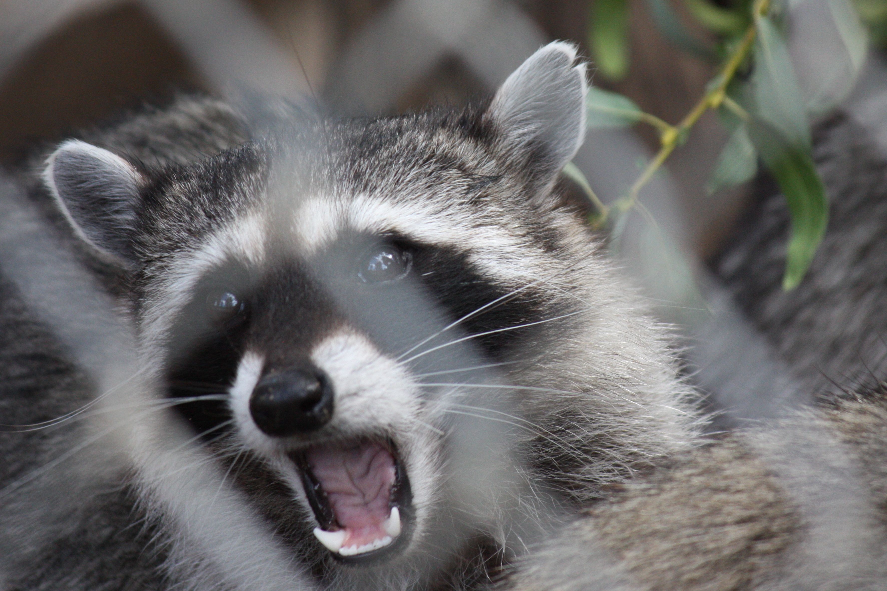 Raccoon | Pics4Learning
