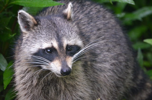 Raccoon | Pics4Learning