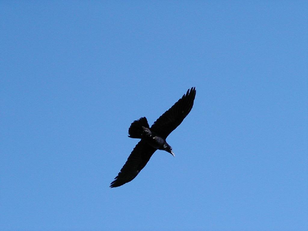 Raven in Flight | Pics4Learning