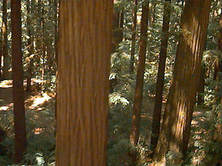 Roaring Camp Railroad