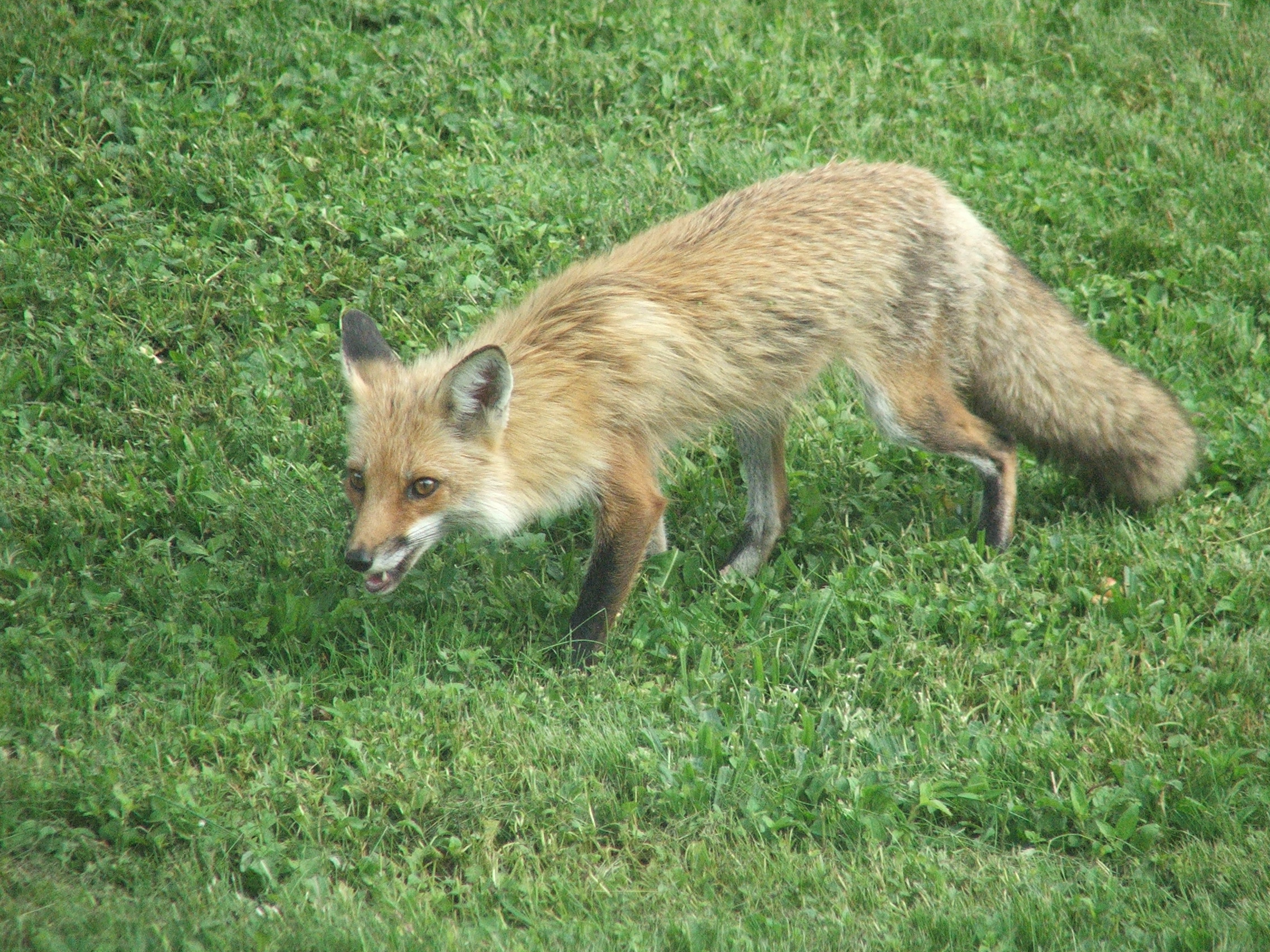 Red Fox | Pics4Learning