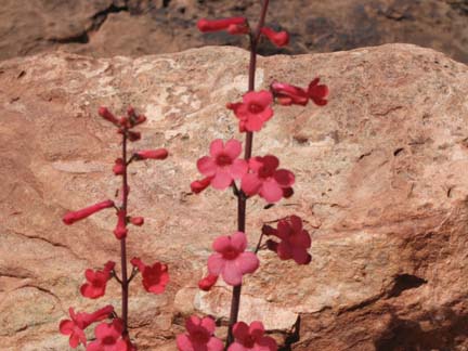 red desert flower | Pics4Learning