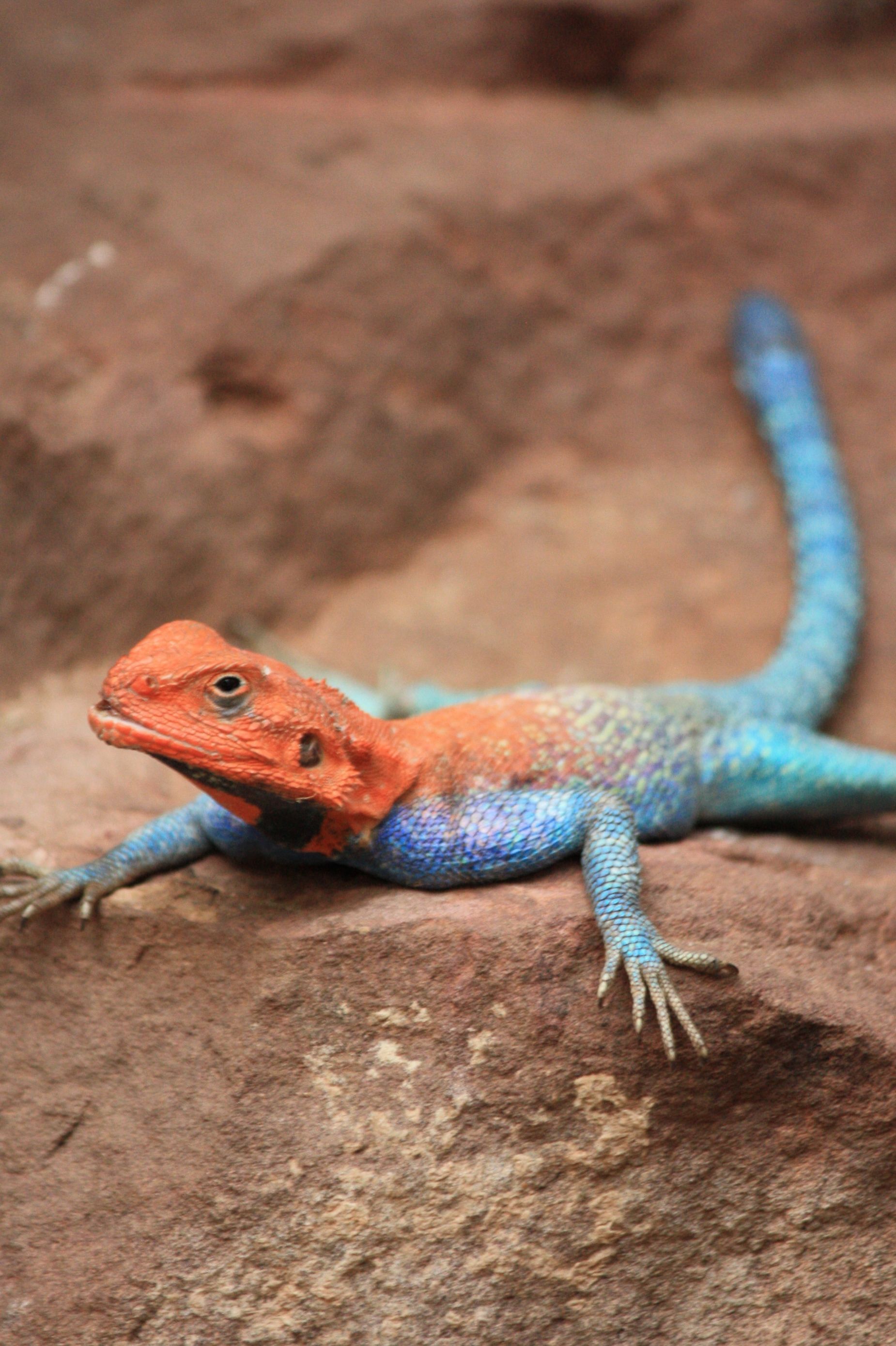 Red Headed Lizard Pics4Learning