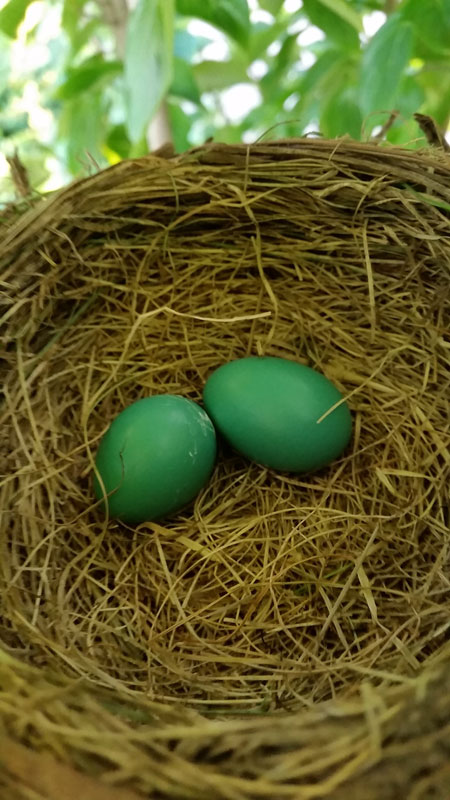 robin-nest.jpg - Robin's Eggs
