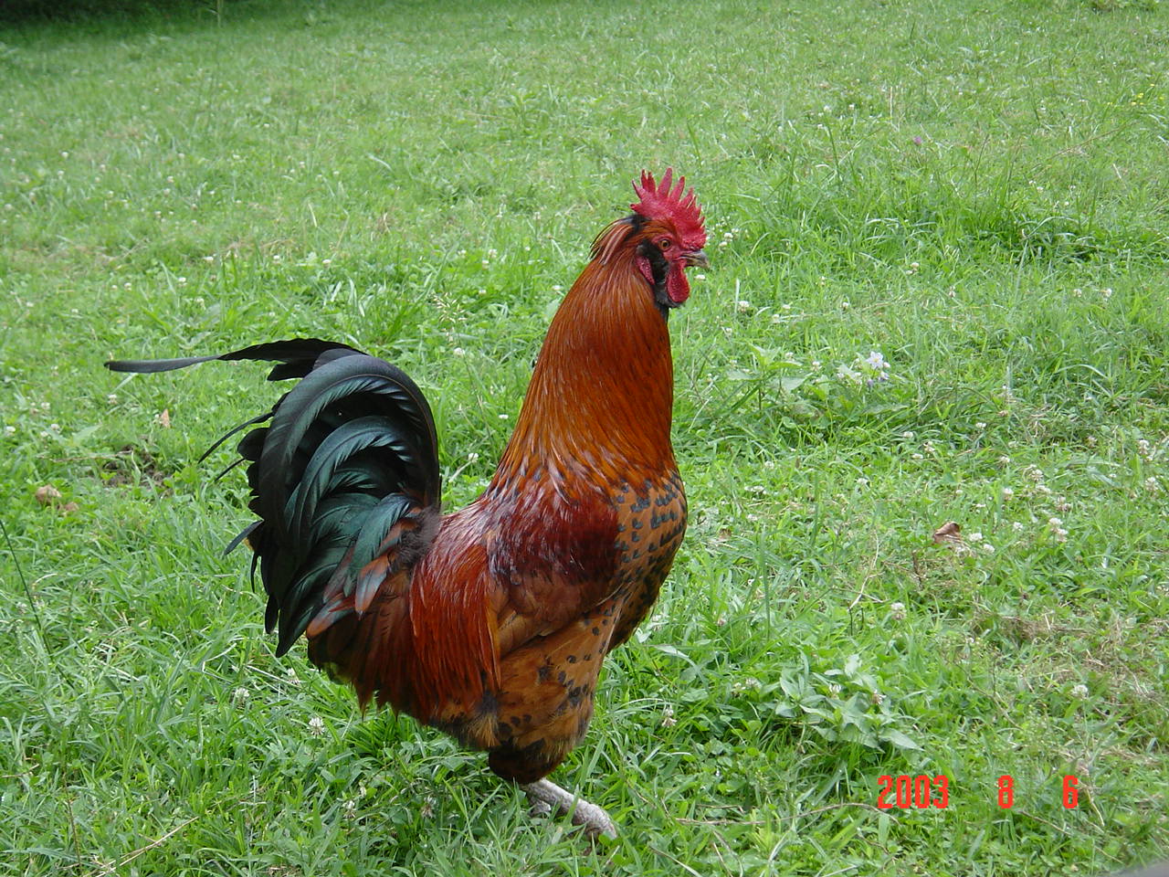 rooster | Pics4Learning